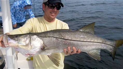 How To Catch Snook At Night Are Snook More Active At Night Night