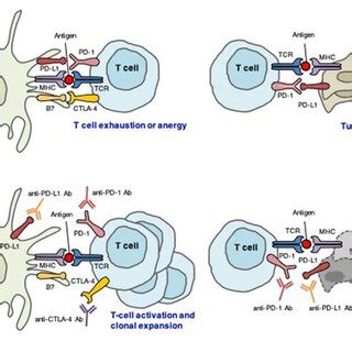 Distinct Roles Of CTLA 4 And PD 1 PD L1 In The Regulation Of Antitumor