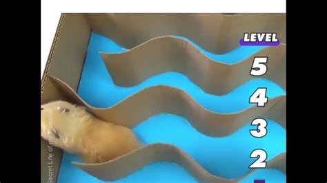 Five Level Hamster Maze Youtube