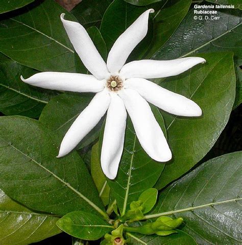 Rubiaceae Everything You Need To Know With Photos Videos