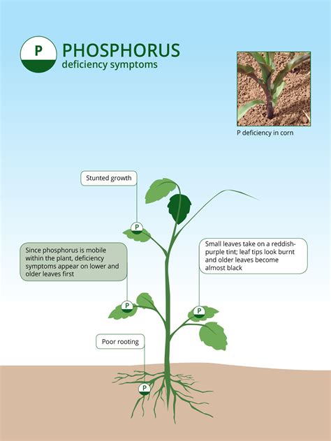 Uses Of Phosphorus In Plants