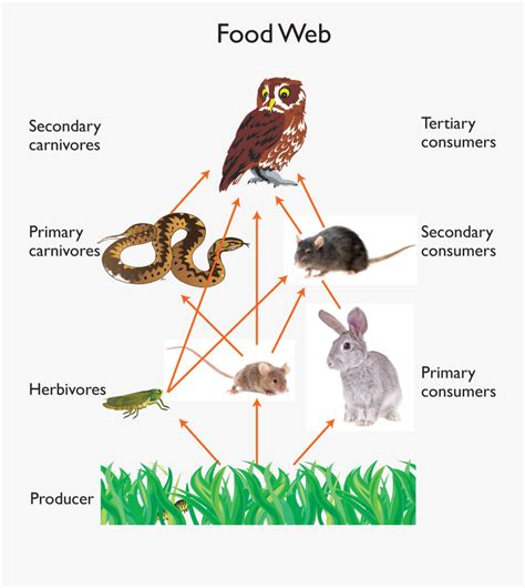 Clip Art Great Horned Chain Owl Food Web Free Transparent Clipart