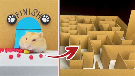 Giant Maze Labyrinth For Hamsters Who Is The Best Youtube