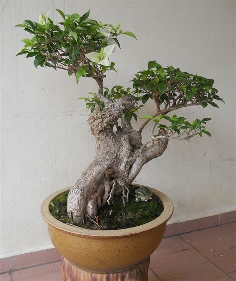 Cara bonsai bunga kertas bugenvil. *: Keunikan BONSAI, kreativiti pemiliknya
