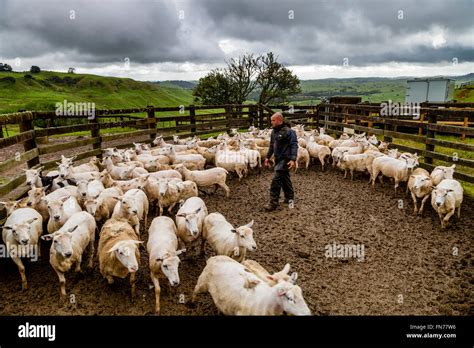 A Sheep Farmer Herds Sheep On To A Lorry Sheep Farm Pukekohe New