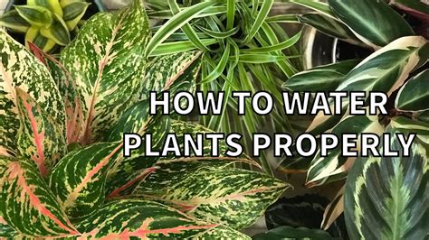How To Water Plants Properly Houseplants Watering Basics Tips And Tricks Top Or Bottom