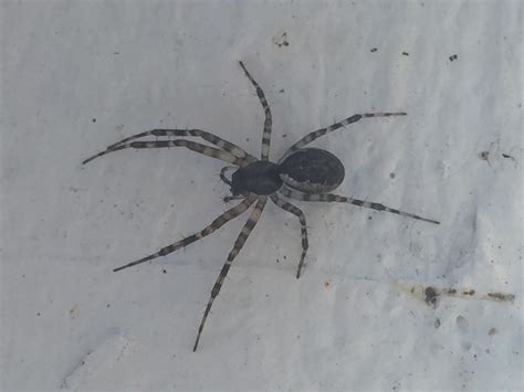 Quebec Canada Medium Sized Spider With Striped Legs And A Cool