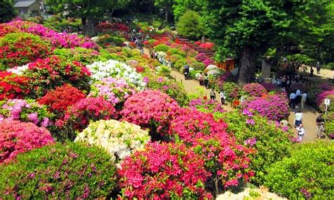 Bunga kembang sepatu bisa dijadikan pagar hidup dan dikombinasikan dengan. Jenis-tanaman-hias-untuk-taman-minimalis-1 | Garden Center