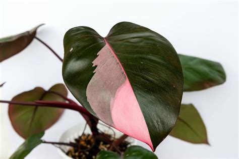 7 Unusual Houseplants To Up Your Plant Parent Cred Lovetoknow