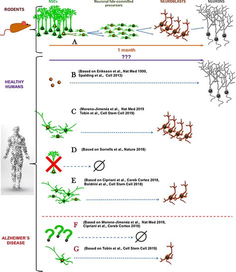 Frontiers Perspective Of Mice And Men How Widespread Is Adult