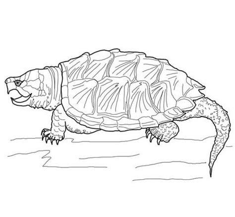 Print out and color several pictures of turtles turtles printable coloring pages turtles printable coloring pages. Alligator Snapping Turtle coloring page | SuperColoring.com