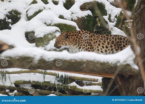 Amur Leopard Stock Image Image Of Leopard Mammal Pardus 89734553