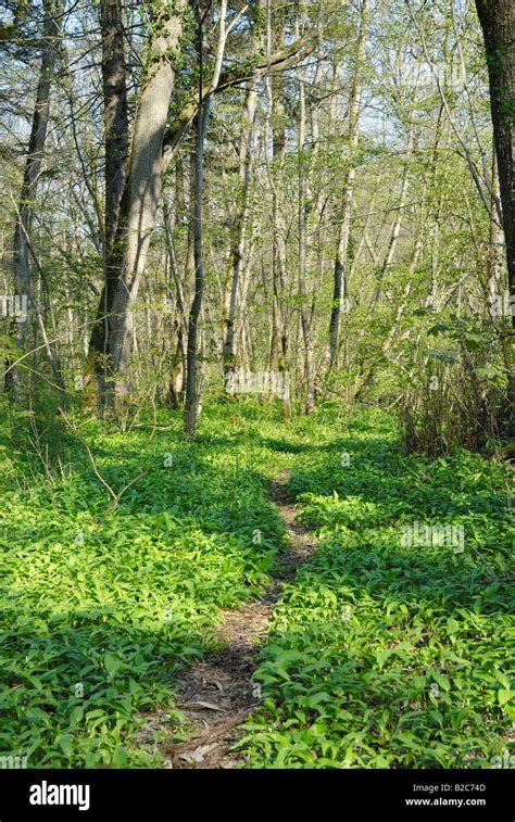 Woodland Path Through Forest Floor Covered With Wild Garlic Wood
