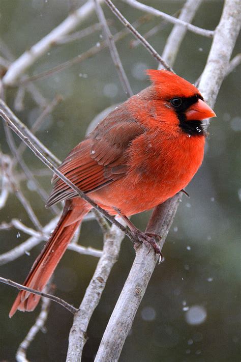 Northern Cardinal In Winter Photograph By Dianne Sherrill Fine Art