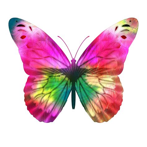 7 Charakteristik Motýlů 23 Faktů Které Byste Měli Vědět