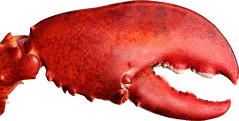 Lobster Claw Png Transparent Image Download Size 796x405px