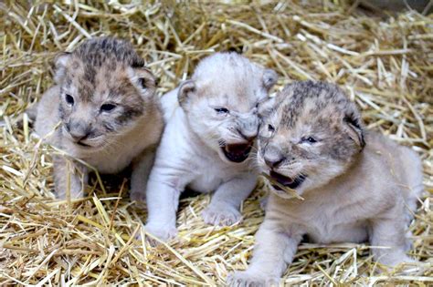 Cuteness Overload 3 Newborn Lion Cubs Make Their Debut Picture