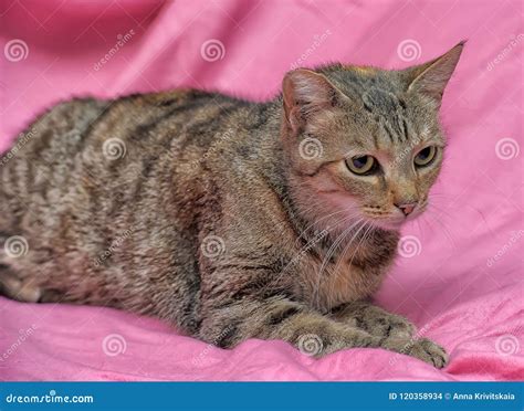 Striped Cat With A Clipped Ear Stock Photo Image Of Bokeh Gray