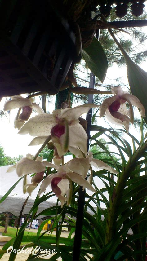 Looking how to get from kuala lumpur to parit buntar? OrchidCraze: Parit Buntar Orchid Show ( Agrofest 2012)