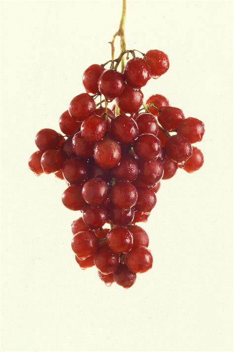 Grapes Free Stock Photo A Bunch Of Grapes Isolated On A White