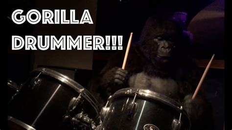 A Gorilla That Plays The Drums Youtube