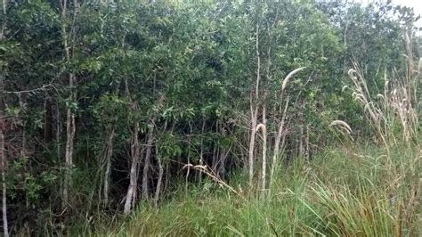 Mengenal Pohon Gelam Melaleuca Leucadendron