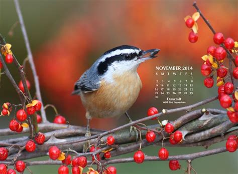 Download This Free Desktop Calendar Of A Red Breasted Nuthatch From