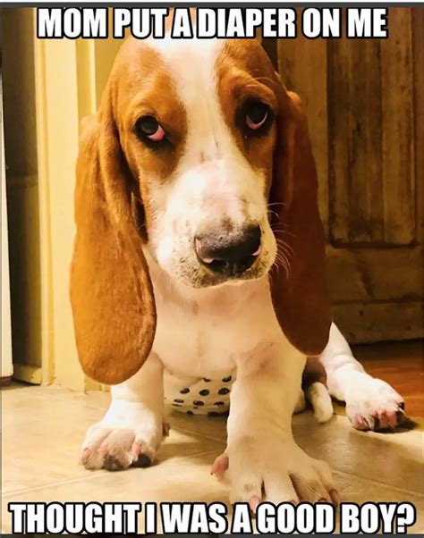 21 Funny Basset Hound Dog Memes Page 2 Of 8 The Paws