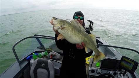 Huge Walleye 148lbs Caught On Lake Erie Trolling Fishing Spring