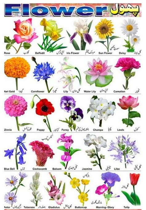 So Many Types Of Flowers Flower Identification Flower Chart
