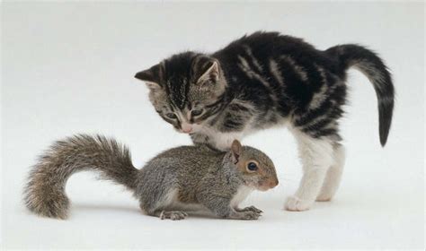 Interspecies Friends Kitten And Squirrel