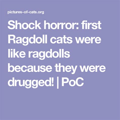 Shock Horror First Ragdoll Cats Were Like Ragdolls Because They Were