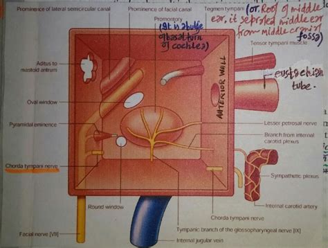 Middle Ear Cavity Facial Nerve Nerve Anatomy Facial Nerve Anatomy