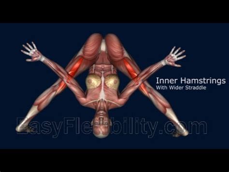 Here, learn about the fields of anatomy and more. Anatomy Ofsirsasana Pose : Yoga Anatomy Revolved Head To ...