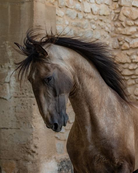 Horses Of Camargue Provence France 6 Camargue Provence France