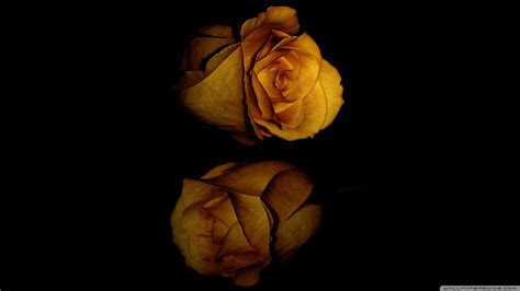 Wallpaper Black Dark Flowers Nature Reflection Yellow Rose