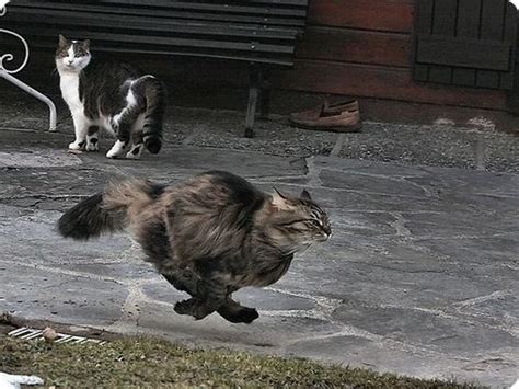 And in case you're wondering how fast can a domestic cat run, we'll also talk about some of the fastest cat breeds. What about Off-Leash Cat Parks!? | Markosun's Blog