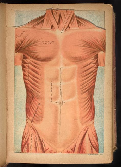 Three Dimensional Anatomical Diagram Of Chest And Abdomen Science
