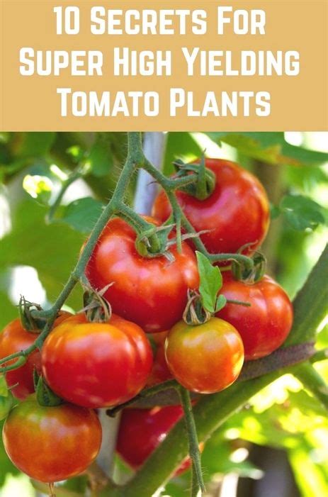 10 Pro Tips For Growing Tasty And Abundant Tomatoes Pruning Tomato