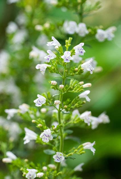 Some perennials have blooms that persist or dry nicely where they bloomed. 5 Easy-Care Perennials that Bloom for Months • Preen
