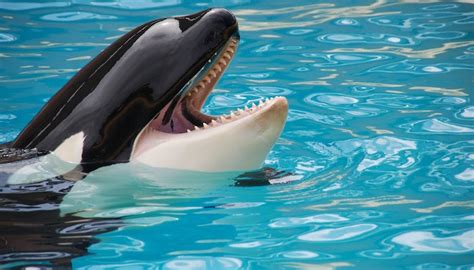 4 Surprising Things You Didnt Know About Shamu The Whale