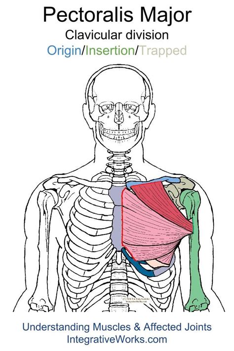 There are three main muscles in your shoulder: Pin on Chest - Origin/Insertion