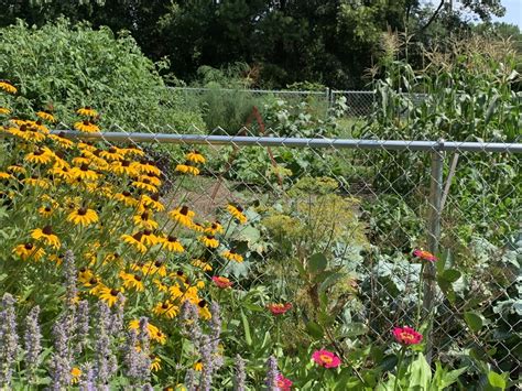vegetable garden and pollinator plants north carolina extension gardener plant toolbox