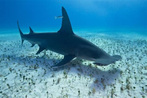 There are nine species of hammerhead sharks that inhabit all oceans of the world. Great Hammerhead Shark
