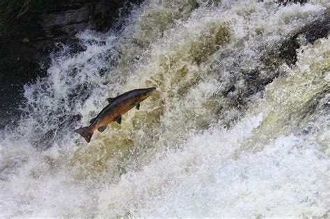 Fishing on the River Nith at Newark Farm, Sanquhar, Dumfries & Galloway