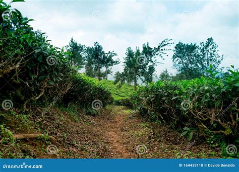 Trail Going Into Lush Organic Green Tea Plantation During Monsoon