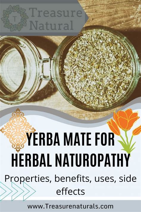Yerba Mate For Herbal Naturopathy Properties Benefits Uses Side Effects Treasurenatural