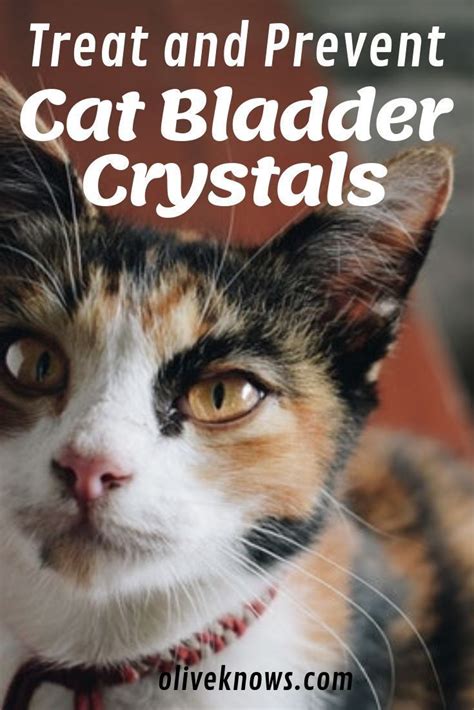 A cat's bladder should be expressed at least four times a day. How to Treat and Prevent Cat Bladder Crystals (With images ...