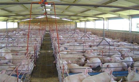 Many plants of the world are used as vegetables. How to Start a Pig Farming Business in Africa - Motivation ...