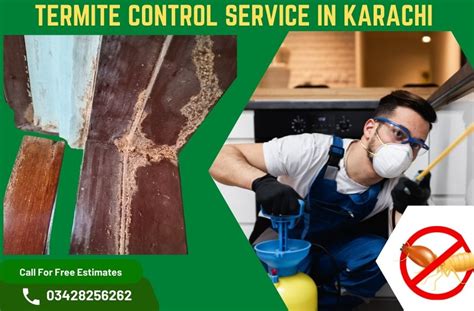 Termite Control Services In Karachi Book Now